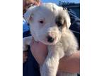 Adopt Snowflake (MM) a St. Bernard / Husky dog in San Angelo, TX (40628376)
