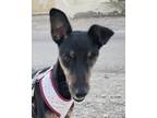Adopt NOVA (Oman) yo a Brown/Chocolate Pharaoh Hound / Canaan Dog dog in