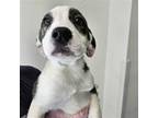Adopt Pawtthew Stafford a Mixed Breed (Medium) / Mixed dog in Rancho Santa Fe