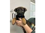 Adopt Binky a Brown/Chocolate - with Black Shepherd (Unknown Type) / Mixed Breed