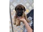 Adopt Peru a Brown/Chocolate - with Black Shepherd (Unknown Type) / Mixed Breed