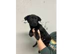 Adopt Minky a Black Shepherd (Unknown Type) / Mixed Breed (Medium) dog in