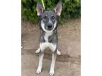 Adopt Chiffon a Mixed Breed (Medium) / Mixed dog in Thousand Oaks, CA (40630922)
