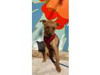 Adopt Chantey a Mixed Breed (Medium) / Mixed dog in Thousand Oaks, CA (40562880)