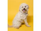 Adopt Lil Jake a White Bichon Frise / Mixed dog in Santa Paula, CA (39455049)