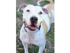 Adopt Noodles a White American Pit Bull Terrier / Mixed Breed (Medium) / Mixed