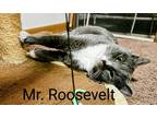 Adopt Mr. Roosevelt a Gray, Blue or Silver Tabby Domestic Shorthair (short coat)