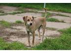 Adopt Daisy a Tan/Yellow/Fawn - with White Italian Greyhound / Mixed Breed