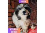 Adopt Olivia a White - with Black Havanese / Bearded Collie dog in West