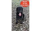 Adopt Skylar a Black Flat-Coated Retriever / Mixed dog in West Hollywood