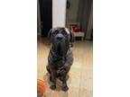 Adopt CoCo a Brindle Mastiff / Mixed dog in Zion, IL (40615586)