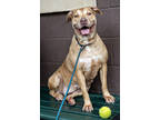 Adopt Keyala a Red/Golden/Orange/Chestnut Mixed Breed (Large) / Mixed dog in