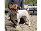 Adopt Zena a White - with Brown or Chocolate Beagle / Pug / Mixed dog in