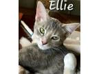 Adopt Ellie a Tiger Striped Domestic Shorthair (short coat) cat in Covina