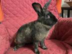 Adopt Gladys a Black American / Mixed rabbit in Holiday, FL (40628608)