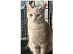 Adopt Mirth a Cream or Ivory Domestic Shorthair (short coat) cat in Greensburg