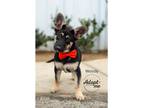 Adopt Woody a Black - with Tan, Yellow or Fawn German Shepherd Dog / Mixed Breed