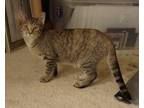 Adopt Amewlia a Tortoiseshell Domestic Shorthair (short coat) cat in Westfield