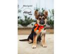 Adopt Marigold a Black - with Tan, Yellow or Fawn German Shepherd Dog / Mixed