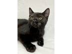 Adopt Rocket a Black (Mostly) Domestic Shorthair cat in Greensboro