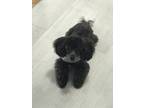 Adopt Gongju a Black - with Gray or Silver Poodle (Toy or Tea Cup) / Mixed dog
