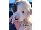 Adopt Rowena (MM) a St. Bernard / Husky dog in San Angelo, TX (40628372)