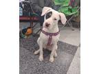Adopt Daisy (Tole) a Mixed Breed (Medium) dog in Wichita Falls, TX (40628425)