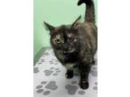 Adopt Momma is a Young Grandmother a Tortoiseshell Domestic Shorthair (short