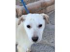 Adopt Daisy a White Labrador Retriever / Mixed Breed (Medium) / Mixed dog in