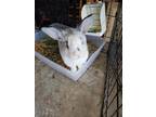 Adopt Penelope Lois a White English Spot / Mixed (short coat) rabbit in