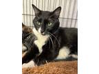 Adopt Nakita a Spotted Tabby/Leopard Spotted Domestic Shorthair / Mixed cat in