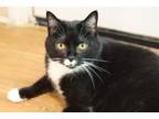 Adopt Lindner a Black & White or Tuxedo Domestic Shorthair (long coat) cat in