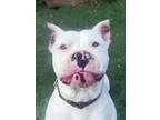 Adopt Mellow a White - with Black Pit Bull Terrier / Mixed dog in Raytown