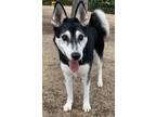 Adopt Miles a Black - with White Siberian Husky / Mixed dog in Carlsbad
