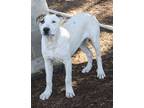 Adopt Dover a White - with Brown or Chocolate Cattle Dog / Catahoula Leopard Dog
