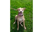 Adopt Skylar a Tan/Yellow/Fawn - with White Vizsla / Terrier (Unknown Type