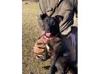 Adopt Abigail a Labrador Retriever / Mixed dog in Darlington, SC (40179194)