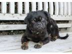 Adopt Rowan a Black - with Brown, Red, Golden, Orange or Chestnut Pug / Mixed