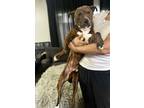 Adopt Rochelle a Brindle Pit Bull Terrier / Mixed dog in Northlake