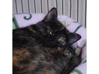 Adopt Alma a Tortoiseshell Domestic Shorthair (short coat) cat in Leavenworth