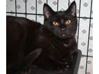 Adopt Theo a All Black Domestic Shorthair (short coat) cat in Christiansburg