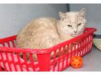 Adopt Jasmine a Tan or Fawn Tabby Domestic Mediumhair (medium coat) cat in