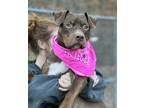Adopt Scrunch a Brown/Chocolate - with White American Staffordshire Terrier /