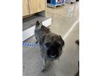Adopt Puggy a Brindle Pug / Terrier (Unknown Type, Small) / Mixed dog in