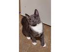 Adopt Olly a White (Mostly) Domestic Shorthair cat in Hinton, AB (40626236)