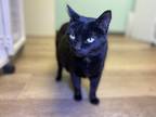 Adopt Clawdia a Black (Mostly) Domestic Shorthair cat in Kirkland, WA (40626180)