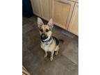 Adopt Jaxon a Black - with Tan, Yellow or Fawn German Shepherd Dog / Mixed dog