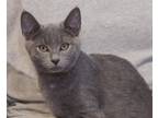 Adopt Dustin a Gray or Blue Domestic Shorthair (short coat) cat in Englewood
