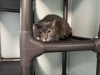 Adopt Chace a Domestic Shorthair / Mixed cat in Poughkeepsie, NY (40205589)