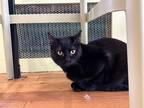 Adopt Kale a Domestic Shorthair / Mixed cat in Poughkeepsie, NY (38870047)